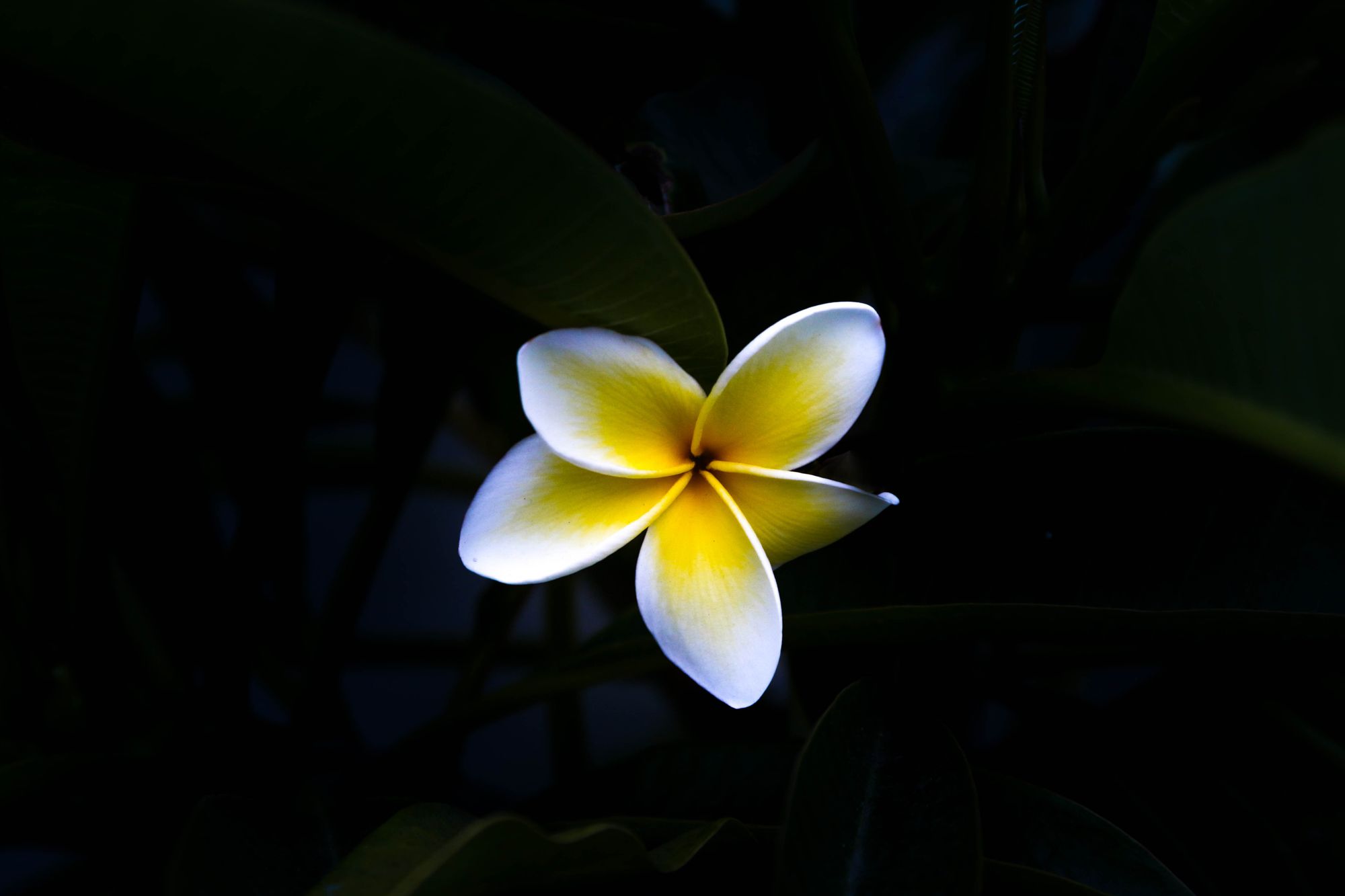 Hakalau Meditation: Ancient Hawaiian Huna